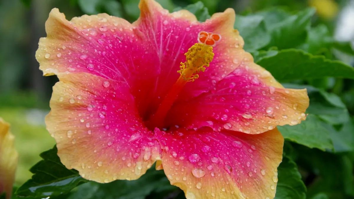 Hibiscus comment le tailler