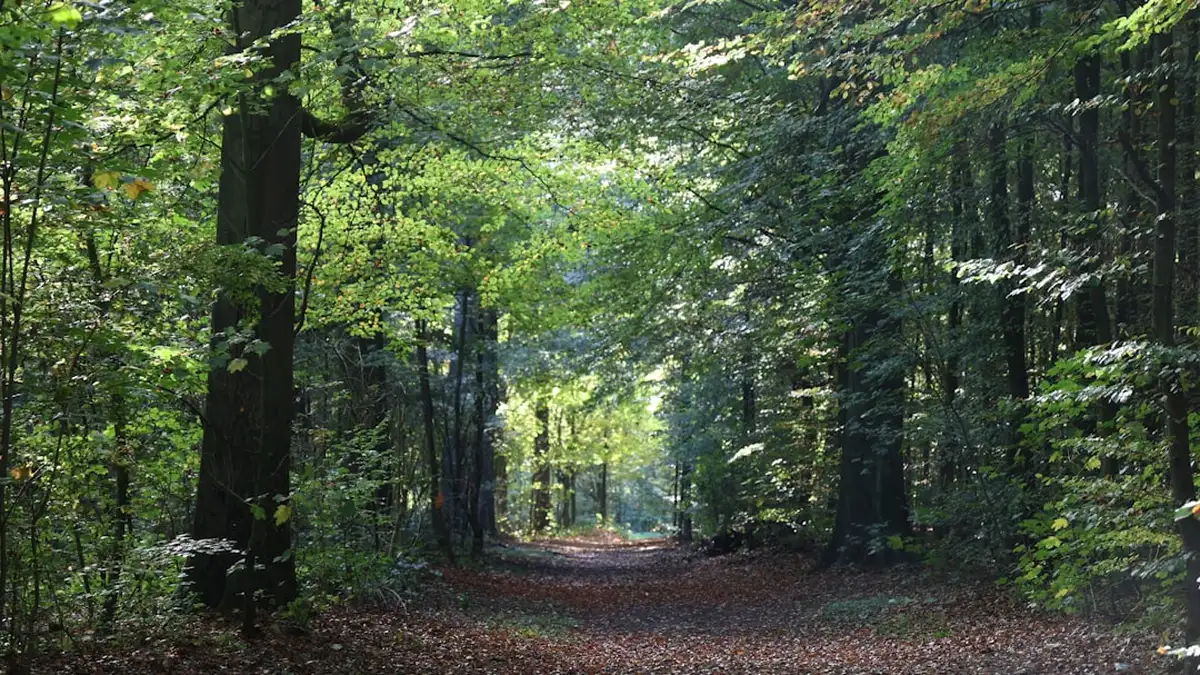 Bienfaits de la marche en nature, mesurés et ressentis